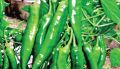Amu Miris/Green Chilli Seeds Home Garden. 