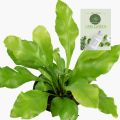 The Bird's Nest Fern/ Asplenium nidus plant with black pot. 
