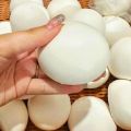 Toys Slow Rise Toy Rebound White Steamed Bun Milky New Product [Listing] Slow Pinch Stress Relief Squishy. 