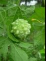 Batu Karawila Seeds For Home Garden. 