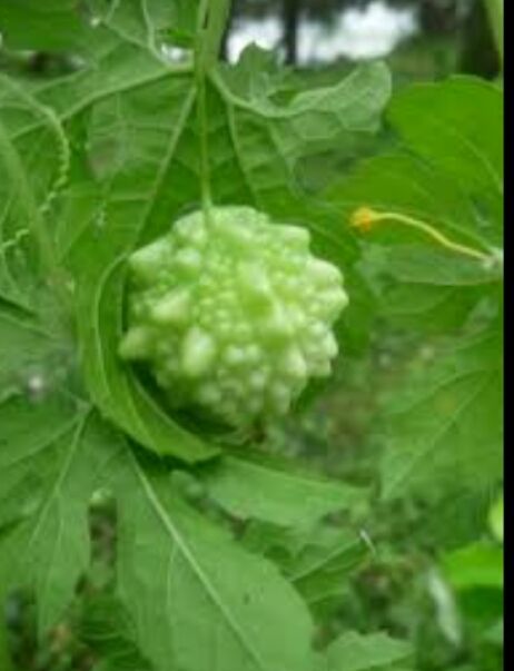 Batu%20Karawila%20Seeds%20For%20Home%20Garden%20-%20Image%204