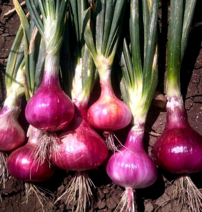 Imported%20Onion%20Seeds%20%E0%B6%BD%E0%B7%9C%E0%B6%9A%E0%B7%94%20%E0%B6%BD%E0%B7%96%E0%B6%B1%E0%B7%94%20%E0%B6%B6%E0%B7%93%E0%B6%A2%20Home%20Gardening%20Agriculture%201g%20-%20Image%202