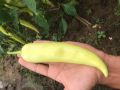 Capsicum MURIA 358 F1 Seeds, Malu Miris Home Gardening Agriculture. 