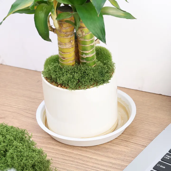 1/5packs%2030g%20or%2050g%20Artificial%20Green%20Plants%20Eternal%20Life%20Moss%20DIY%20Crafts%20Mini%20Landscape%20Garden%20Home%20Room%20Decoration%20Simulation%20Green%20Moss%20-%20Image%203