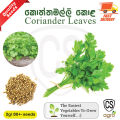 Coriander Seeds Koththamalli Gardening Agriculture Home plant seed. 