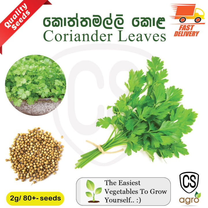 Coriander Seeds Koththamalli Gardening Agriculture Home plant seed