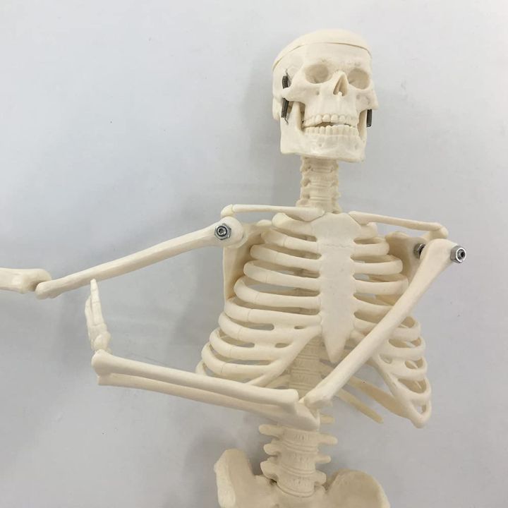 Mini%20Human%20Skeleton%20Model%20-%20Image%206
