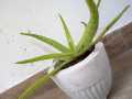 Aloe vera Herbal plant with White Pot. 