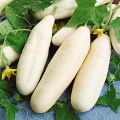 Cucumber Kalpitiya White Seeds Beeja Gardening Agriculture Home. 