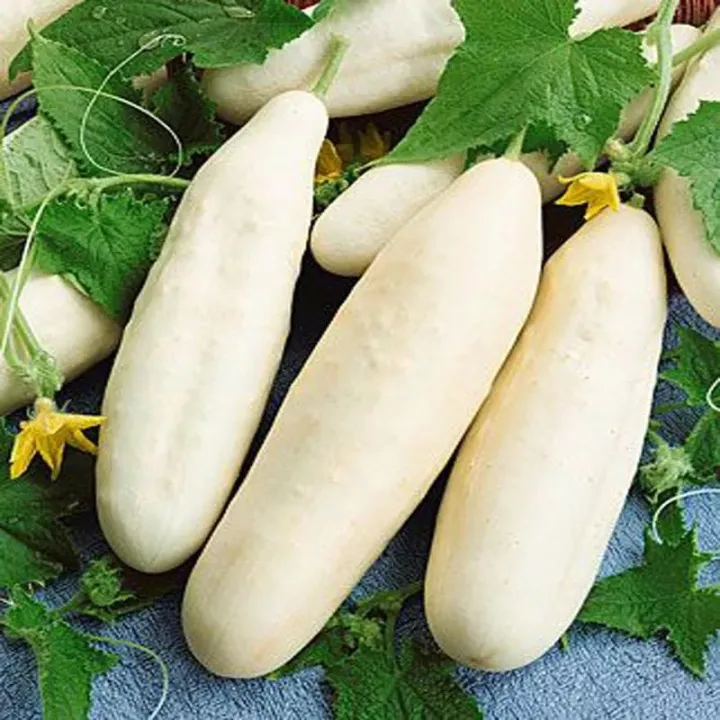 Cucumber%20Kalpitiya%20White%20Seeds%20Beeja%20Gardening%20Agriculture%20Home%20-%20Image%203