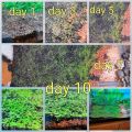 10 Grams of Aquarium Plant Seeds Soil Water Aquatic Plant Love Grass Substrate Soil Decor Fish Tank grass seeds  Aquarium Plants Aqua Soil Aquatic Plant Seeds Water Grass Seeds for Aquarium Landscaping Decoration. 