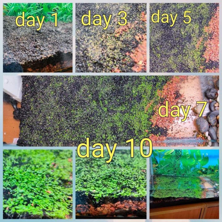 10%20Grams%20of%20Aquarium%20Plant%20Seeds%20Soil%20Water%20Aquatic%20Plant%20Love%20Grass%20Substrate%20Soil%20Decor%20Fish%20Tank%20grass%20seeds%20%20Aquarium%20Plants%20Aqua%20Soil%20Aquatic%20Plant%20Seeds%20Water%20Grass%20Seeds%20for%20Aquarium%20Landscaping%20Decoration%20-%20Image%205