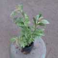 Durantha plant, gardening, landscaping plant. 