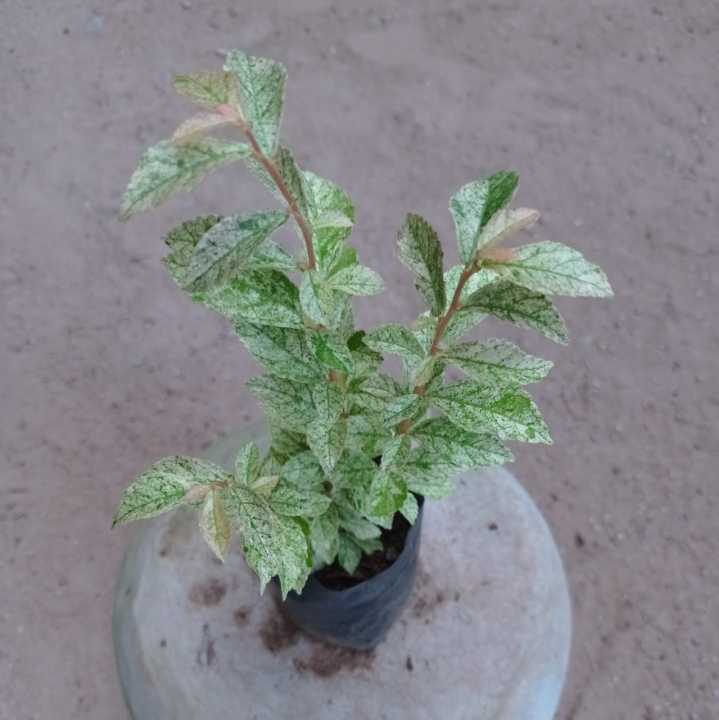 Durantha plant, gardening, landscaping plant