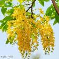 Ehela Plant ( golden Shower plant). 