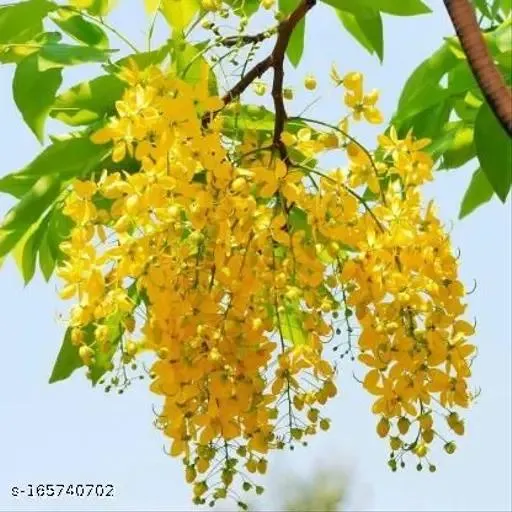 Ehela%20Plant%20(%20golden%20Shower%20plant)%20-%20Image%204
