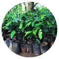 Healthy and Organic Nutmeg Seed Plants for Sale - Buy Now. 