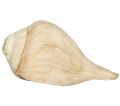 Sri Lankan Traditional Hakgediya Large size High tone හක්ගෙඩිය large sea mollusk shell and its trumpet sound can be heard at festivals and weddings and other auspicious occasions. 