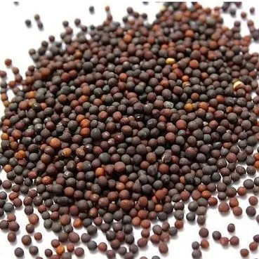 F1%20Hybrid%20Cabbage%20Japan%20AS-39%20Seeds%20Gowa%20Beeja%20%E0%B6%AF%E0%B7%99%E0%B6%B8%E0%B7%94%E0%B7%84%E0%B7%94%E0%B6%B1%E0%B7%8A%20%E0%B6%9C%E0%B7%9D%E0%B7%80%E0%B7%8F%20%E0%B6%B6%E0%B7%93%E0%B6%A2%2010g%20-%20Image%204