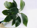 Anubias Nana/Medium size/Live aquatic plant/real plant/Aquascaping/Tank decoration. 