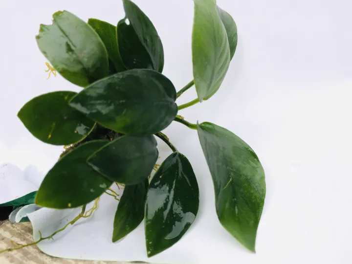 Anubias%20Nana/Medium%20size/Live%20aquatic%20plant/real%20plant/Aquascaping/Tank%20decoration%20-%20Image%206