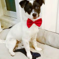 【HOT】 Dog Bow Tie Adjustable Dog Cat Necklace Neck Tie Cute Convenient Pet Accessories Bow Tie Formal Puppy Bowtie Collar Pet Supplies. 