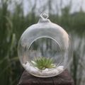 Flower Pot Transparent Hanging Glass Vases Ball Clear Succulents Ball Container 6/8/10/12/15cm Borosilicate Glass Glass Planter Garden. 