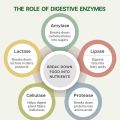Pure Nutrition Digestive Enzymes (Amylase, Lipase, Protease, Cellulase, Lactase) with Bromelain| Better Bioavailability | Supports Digestion Better Absorption of Food Nutrients - 60 Veg Capsules(FROM INDIA) 0146. 