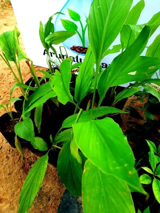 %E0%B6%9A%E0%B7%84%20%E0%B7%80%E0%B7%80%E0%B6%B8%E0%B7%94%20-%20turmeric%20seeds%20cultivation%20in%20sri%20lanka%20-%20kaha%20wagawa%20-%20Image%204