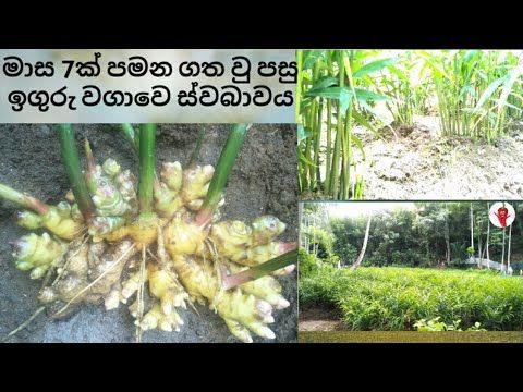 %E0%B6%89%E0%B6%9C%E0%B7%94%E0%B6%BB%E0%B7%94%20%E0%B7%80%E0%B6%9C%E0%B7%8F%E0%B7%80%20Ginger%20Cultivation%20-%20iguru%20wagawa%20%205%20seeds%E0%B6%89%E0%B6%9C%E0%B7%94%E0%B6%BB%E0%B7%94%20%E0%B7%83%E0%B7%94%E0%B6%B4%E0%B7%92%E0%B6%BB%E0%B7%92%E0%B6%BA%E0%B6%A7%20%E0%B6%B4%E0%B7%9D%E0%B6%A0%E0%B7%8A%E0%B6%A0%E0%B7%92%E0%B6%BA%E0%B6%9A%20%E0%B7%84%E0%B6%AF%E0%B6%B8%E0%B7%94%20..%20-%20Image%203