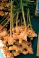 100% Fresh Ginger  1Kg. 