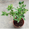 Organic Fertilizer for Lime Grow Pegiri Pohora පැගිරි පොහොර 1.5g. 