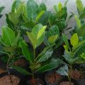 Orange jack fruit /jack bud plant/geni waraka/jak. 