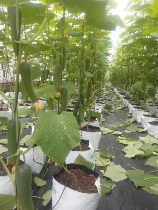 Hybrid%20F1%20Bona%20Fide%20Green%20Cucumber%20Seeds%20Home%20Garden%20Vegetable%20Plant%2010%20Seeds%20-%20Image%204