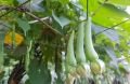 Alanga Seeds For Home GARDEN. 