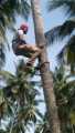 Coconut tree climbing tool (Tree rider). 