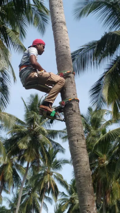 Coconut%20tree%20climbing%20tool%20(Tree%20rider)%20-%20Image%203