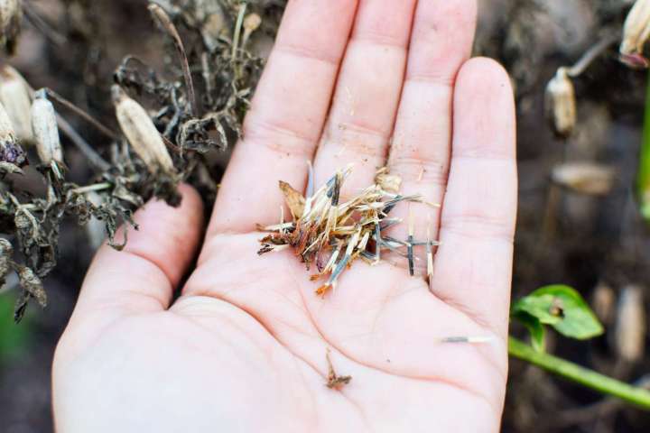 Marigold%20Seeds%200.5g%20%E0%B6%AF%E0%B7%84%E0%B7%83%E0%B7%8A%E0%B6%B4%E0%B6%AD%E0%B7%92%E0%B6%BA%E0%B7%8F%20%E0%B6%B6%E0%B7%93%E0%B6%A2%20Dahaspethiya%20beeja%20Home%20Gardening%20Agriculture%20-%20Image%202