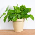 Lucky Plants /poths/air Purifying Plant/Money Plant/Home Decor Plant. 