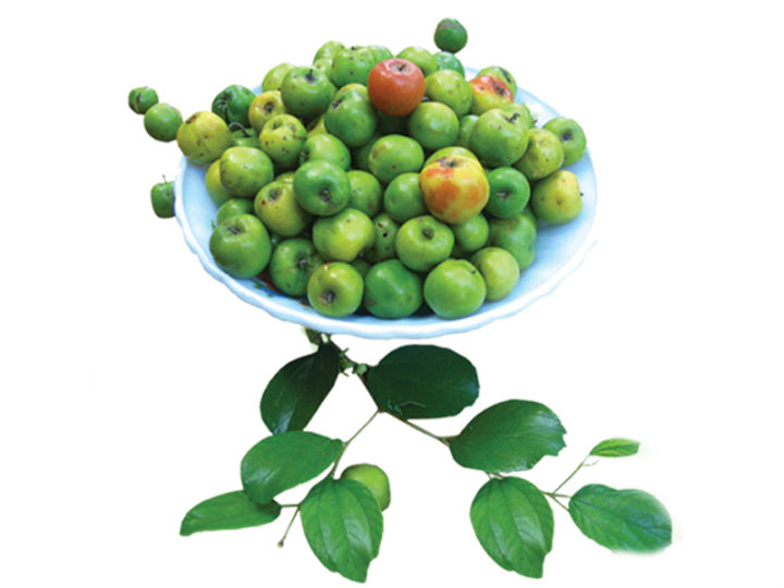 Apple%20masan%20plant%20-%20Image%205