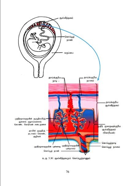 Tamil%20medium%20Biology%20resource%20book%20unit%205ii-10%20Color%20Print%20(2020%20Ed.)%20-%20Image%204