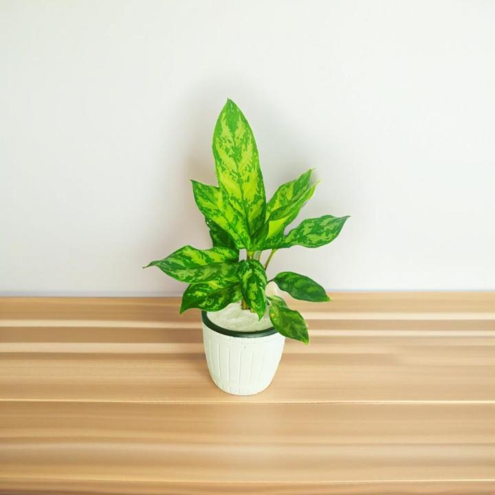 Aglaonema Maria Plant with white barrel pot | Daraz.lk