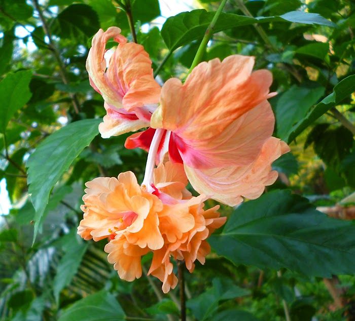 Hibiscus%20Flower%20Plant%20-%20Image%202