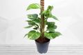 Money Plant ( Epipremnum Aureum Plant ). 