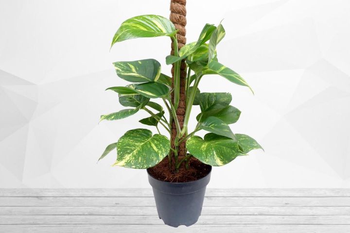Money%20Plant%20(%20Epipremnum%20Aureum%20Plant%20)%20-%20Image%209