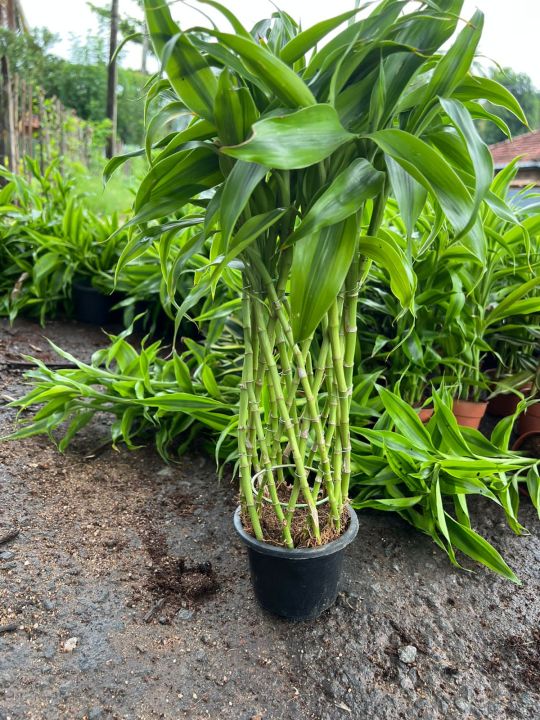 Sandriana%20Plants%20-%20Image%205