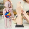 Human Body Toy Human Body Organs Awareness Removable Organs Toys Body Parts Organs for Gift. 