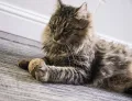 Cat Nip Ball Toy Natural for Cats. 