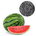 Watermelon Seeds, Pani Komadu Beeja, Gardening Agriculture Home, 10 Seeds. 