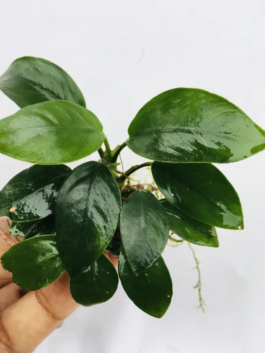 Anubias%20Nana/Medium%20size/Live%20aquatic%20plant/real%20plant/Aquascaping/Tank%20decoration%20-%20Image%203
